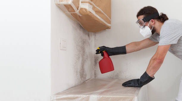 Basement Mold Remediation treatment on basement walls in Stephenson