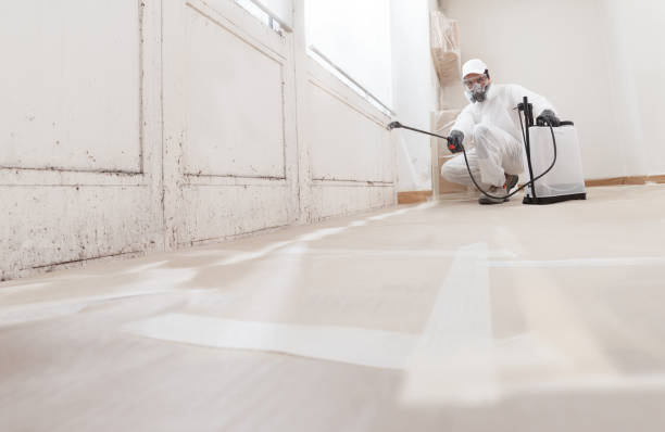 Black mold remediation team in Stephenson